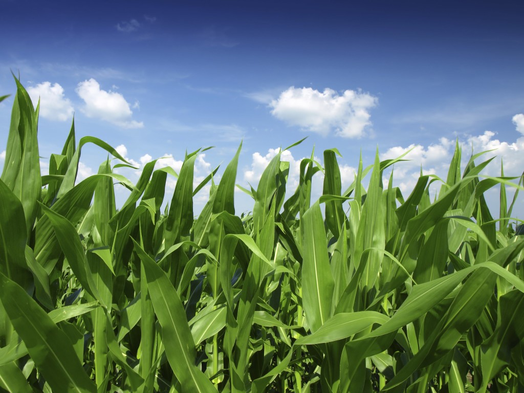 corn_crop_background – Soil Test Pro